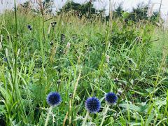 -白草畔自然风景区