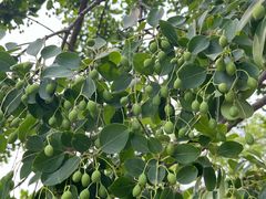 -国家植物园南园