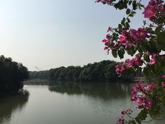 -大湾区中央湿地公园
