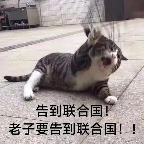猫猫表情包
