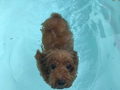 -翊宠yipet猫狗购宠庄园犬舍•猫舍