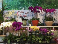 -双季花艺园艺市场(浦东店)
