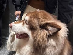 -Let's go狗咖·猫咖·奶狗·桌游(春熙路IFS店)