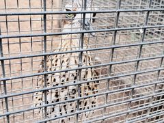 -费瑟代尔野生动物园