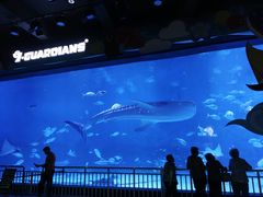 -烟台海昌鲸鲨海洋公园