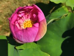 -莲花池公园