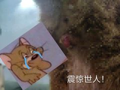 -芭比堂动物医院·24小时·眼科中心(深圳中心)