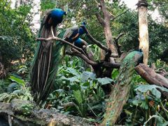 -广州长隆野生动物世界