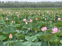 -西青郊野公园