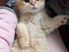 -喵zoo家庭繁育猫舍(尖东智能花园店)