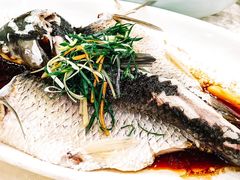 姜葱蒸山坑鲩-海晖酒楼·顺德鱼生(荣华店)