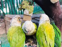 -西霞口神雕山野生动物世界