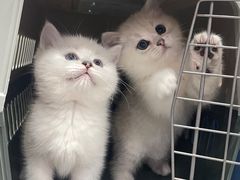 -lincat·猫舍(广州店)