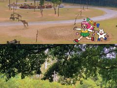 -广州长隆野生动物世界