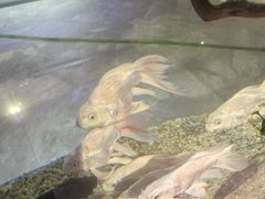 -山东柏宁水族批发广场