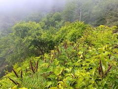 -燕窝岭