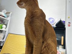 -琪喵猫屋·撸猫猫咖·猫舍