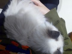 -藏猫猫咖啡主题馆(中央大道店)