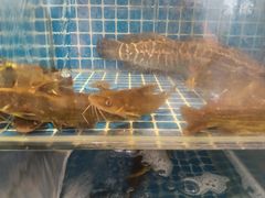 -水之梦(黄浦店)