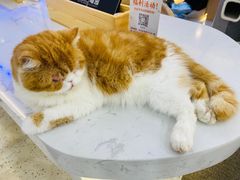-喵园·猫主题咖啡厅·撸猫·猫咖(国贸店)