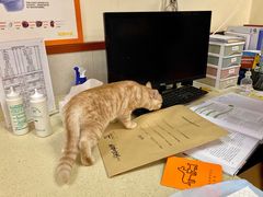 -艾贝尔宠物诊疗