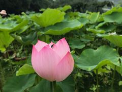 -南山植物园