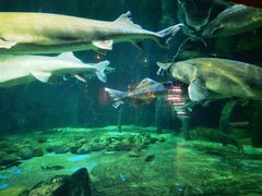 -华夏文旅海洋公园