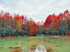 -上海海湾国家森林公园