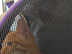 -贝康宠物医院·犬猫全科·小动物特色诊疗中心(东环路店)