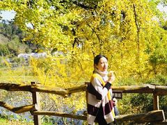 -千年银杏谷文化旅游区