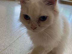 -飞行喵MR PILOT|猫舍·猫咖(静安大融城店)