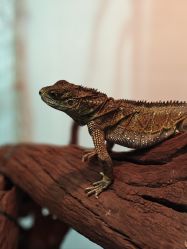 -Zoolung Zoolung动物主题公园(海信广场店)