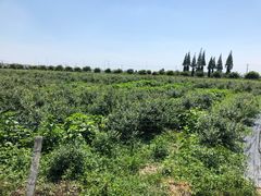 -金谷域澳洲庄园