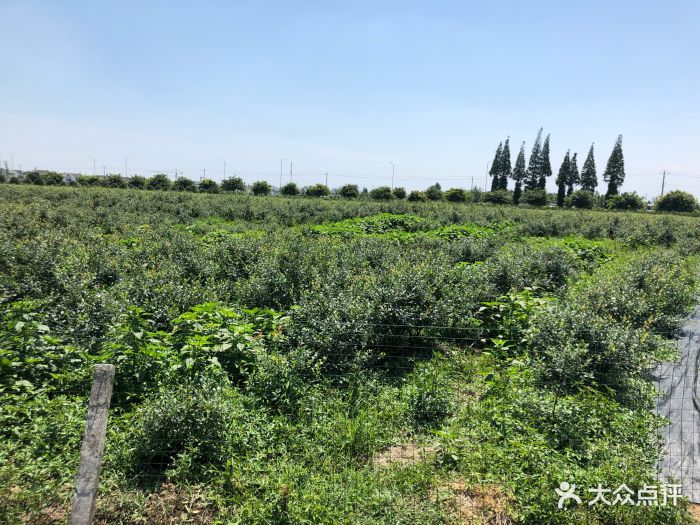 金谷域澳洲庄园图片 - 第1张