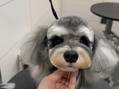 -帕帕拉兹宠物(亚洲旗舰店)