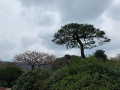 -西湖外事游船(花港观鱼码头)