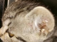 -宠颐生中康贝怡动物医院