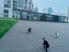 -百好乐宠物友好餐厅(朝外大街店)