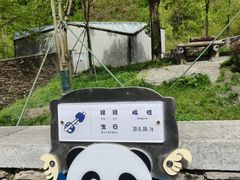 -卧龙中华大熊猫苑神树坪基地