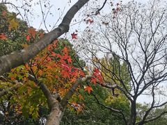 -秋霞圃