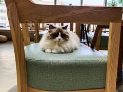 -藏猫猫咖啡主题馆(中央大道店)