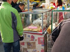 -中环花鸟鱼虫市场