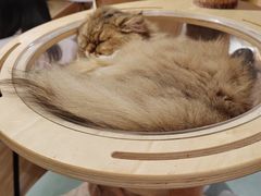 -滚猫咖啡·猫咖·猫友好撸猫(未来城店)