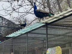 -保定市动物园