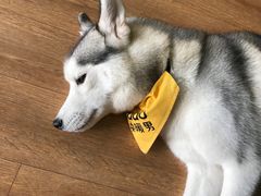 -Husky Go! 哈士奇体验馆·宠物咖啡厅狗咖