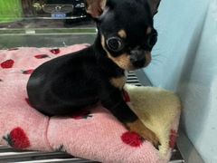 -FAELING PETS美天灵宠物(合生汇店)