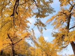 -千年银杏谷文化旅游区