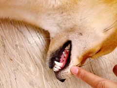 -豆柴町-柴犬主题狗咖(红鼎国际C座店)