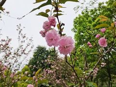 -重庆园博园