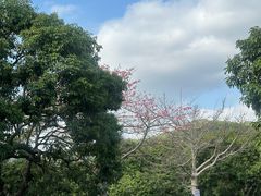 -大屏嶂森林公园